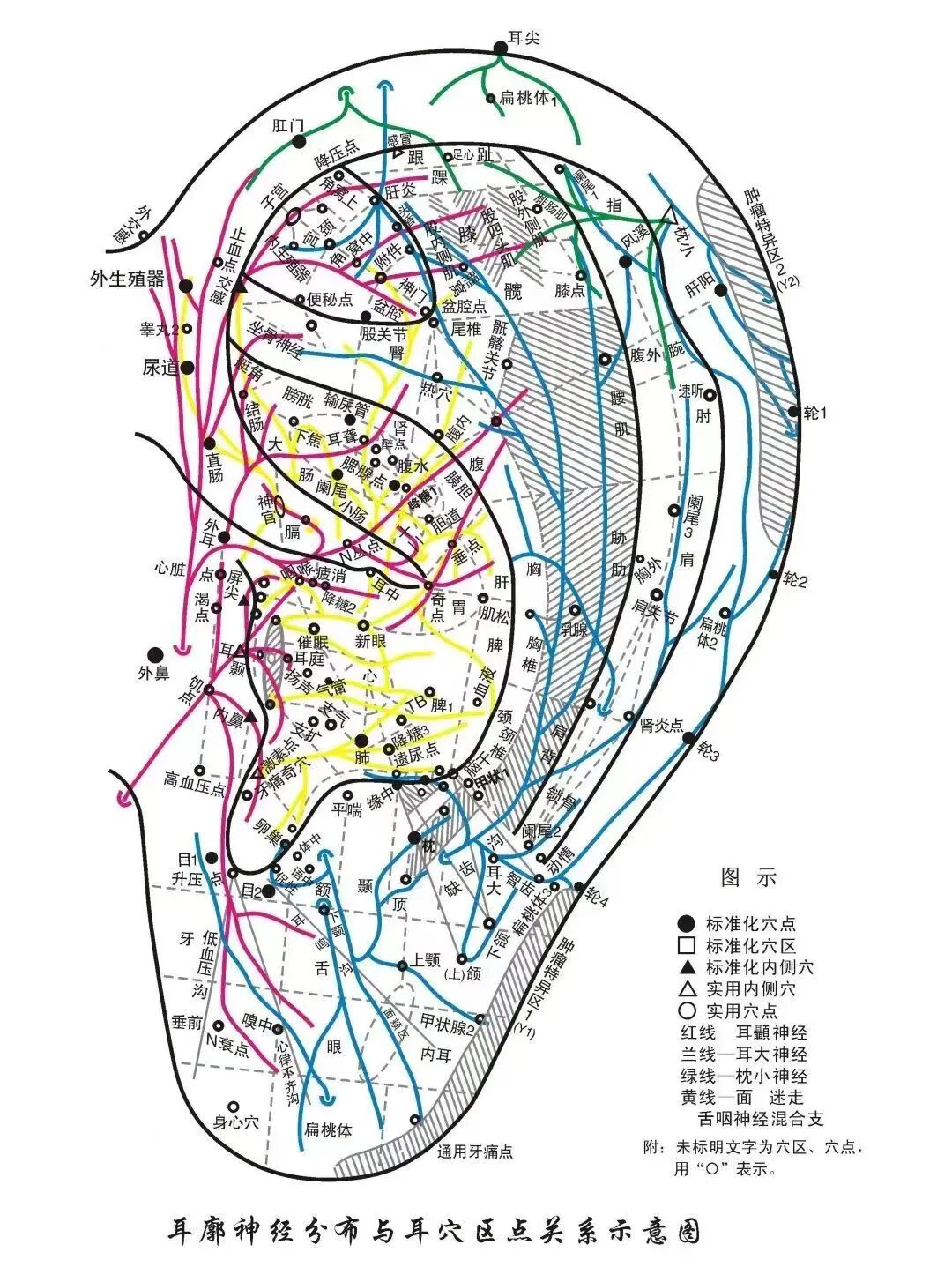 【中医特色】耳穴压豆，一个藏在耳朵上的长高秘密